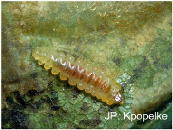 JP. Kpopelke